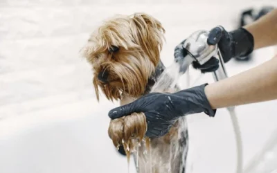 Perfumes para perros: Riesgos ocultos que pueden afectar la salud de tu mascota