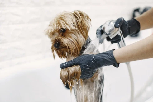 Perfumes para perros: Riesgos ocultos que pueden afectar la salud de tu mascota