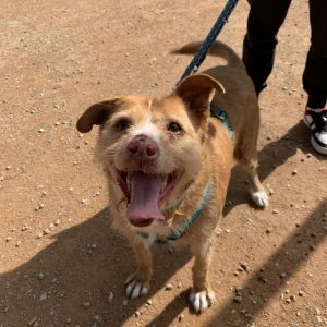 Perico perro mestizo cariñoso y sociable en adopción responsable