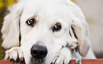 Perros Crossbreed: La nueva tendencia canina que está revolucionando el mundo