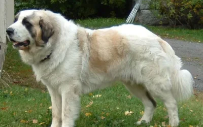 Mastines: De guardianes de rebaños a las mascotas más queridas  