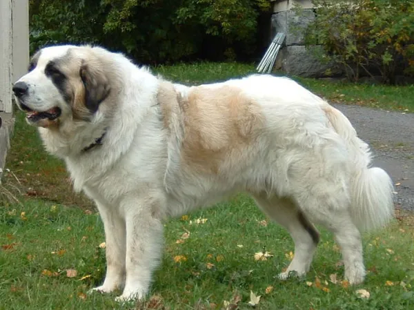 Mastines: De guardianes de rebaños a las mascotas más queridas  