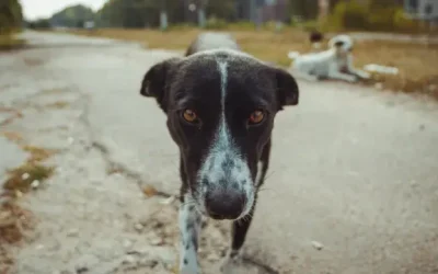 ¿Sabías que los perros de Chernóbil desarrollaron una resistencia al cáncer? Descubre cómo estos perros mutantes sobreviven a la radiación