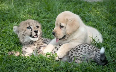 Perros y guepardos: La asombrosa amistad que está ayudando a salvar a una especie