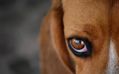 ¿Por qué los perros tienen los ojos marrones? Descubre la razón científica y evolutiva
