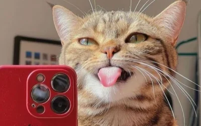 ¿Por qué las mascotas son las estrellas en las redes sociales?