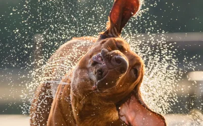 Por qué los perros se sacuden el agua: Un truco evolutivo