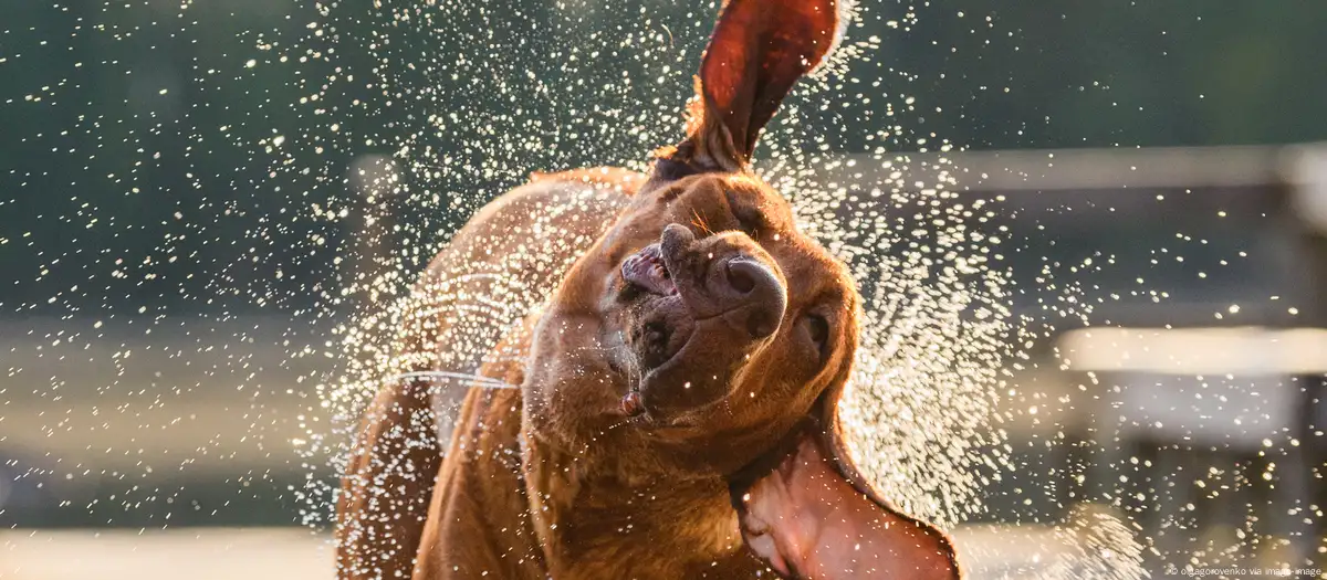 Por qué los perros se sacuden el agua