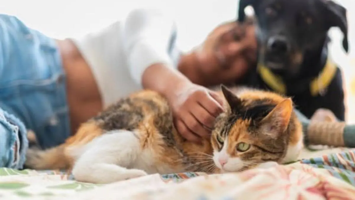 Por qué tratamos a nuestras mascotas como humanos Descubre las razones