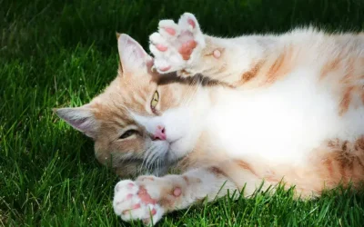 ¿Por qué los gatos amasan con las patas? Descubre el significado de este tierno comportamiento felino