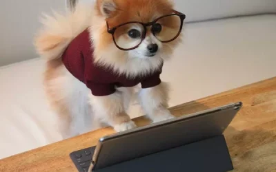 Prohibida la venta de mascotas en tiendas: Todo lo que necesitas saber sobre la adopción responsable
