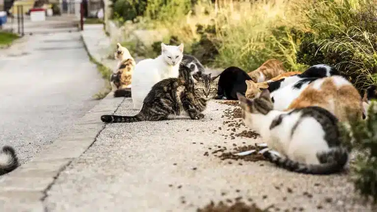 Protocolo Básico de Emergencia para Colonias Felinas