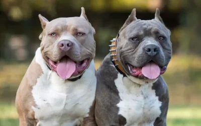 Razas de perros prohibidas en 2025: Cambios en la legislación mundial