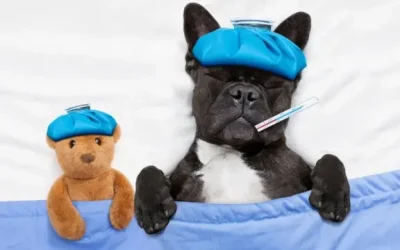 Señales de dolor en perros: Cómo detectarlas y actuar