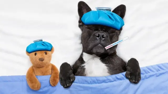 Señales de dolor en perros: Cómo detectarlas y actuar