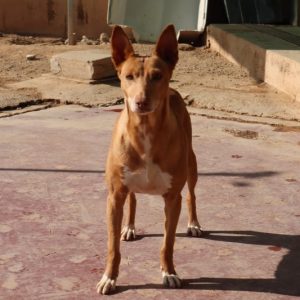Sierra podenco tranquila y sensible en adopción responsable