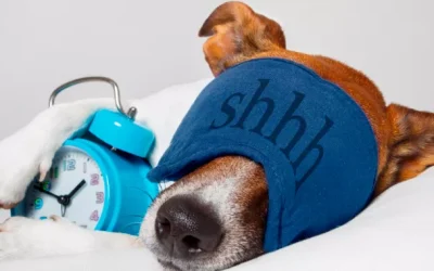 Similitudes entre el sueño de los perros y los humanos