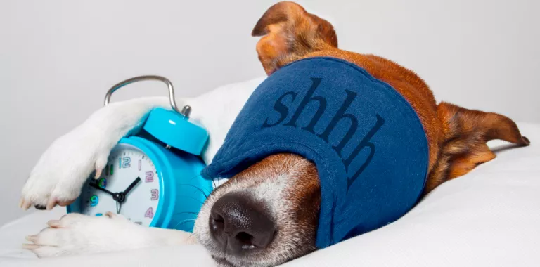 Similitudes entre el sueño de los perros y los humanos