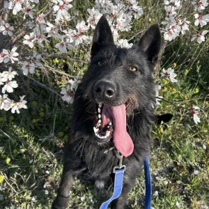 Tizón perro activo y sociable en adopción responsable