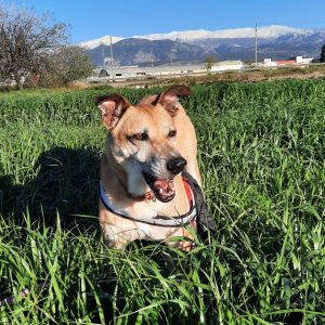 Tomás perro mestizo cariñoso y juguetón en adopción responsable