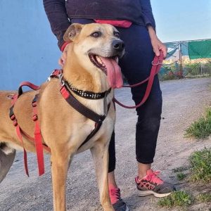 Tomás, perro mestizo activo y cariñoso en adopción