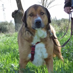 Tuna perra mestiza grande y cariñosa en adopción responsable