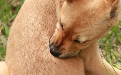 Una misteriosa enfermedad respiratoria afecta a perros en EEUU: ¿Cómo proteger a tu mascota?