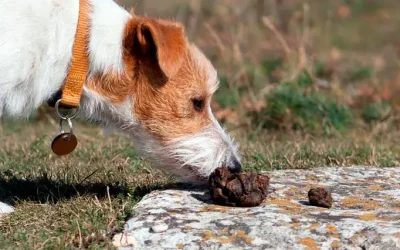 Coprofagia en perros: causas, prevención y tratamiento