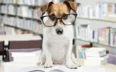 ¿Es cierto que cada año de un perro equivale a siete años humanos? Descubre la realidad y cómo calcular la edad canina