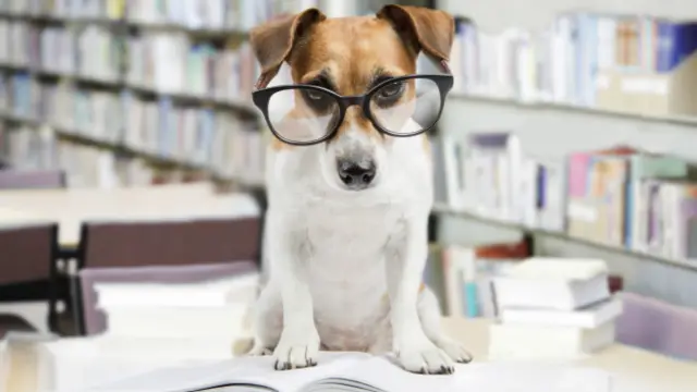 ¿Es cierto que cada año de un perro equivale a siete años humanos? Descubre la realidad y cómo calcular la edad canina