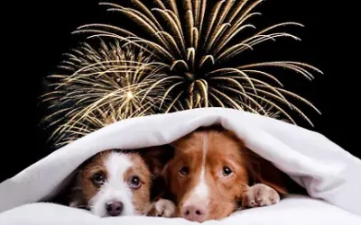 Cómo proteger a perros y gatos del miedo a los fuegos artificiales