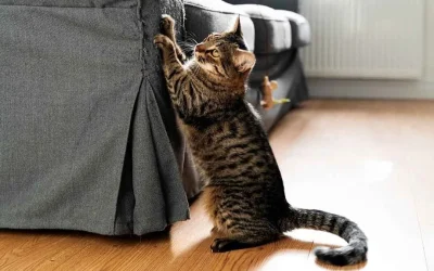 Cómo evitar que los gatos arañen los muebles