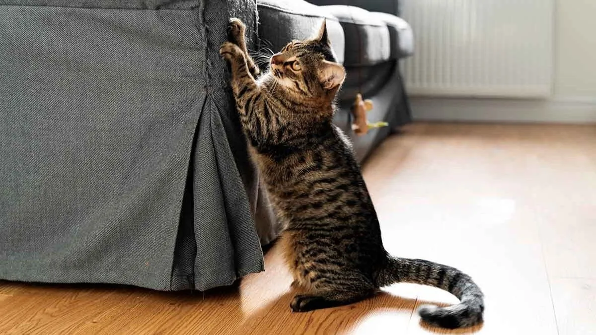 gatos arañando muebles