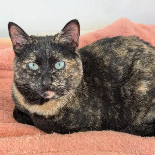 kitty la gata timida e independiente