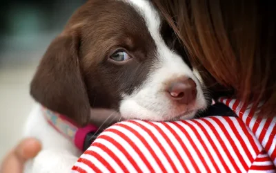 La forma segura de levantar a tu perro sin lastimarlo: Todo lo que debes saber