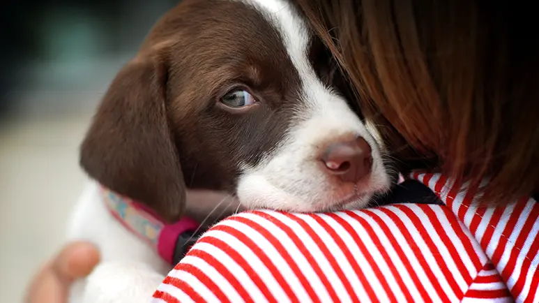La forma segura de levantar a tu perro sin lastimarlo: Todo lo que debes saber