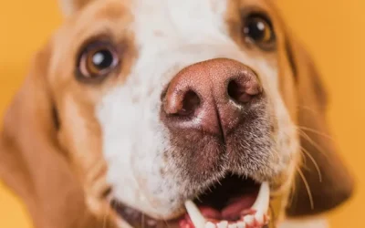 Las increíbles habilidades de los perros: Olfato, comunicación y más