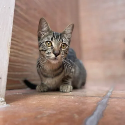 Lucy la gata sociable