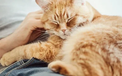 Ronroneo gatuno: misterios, significados y qué dice la ciencia