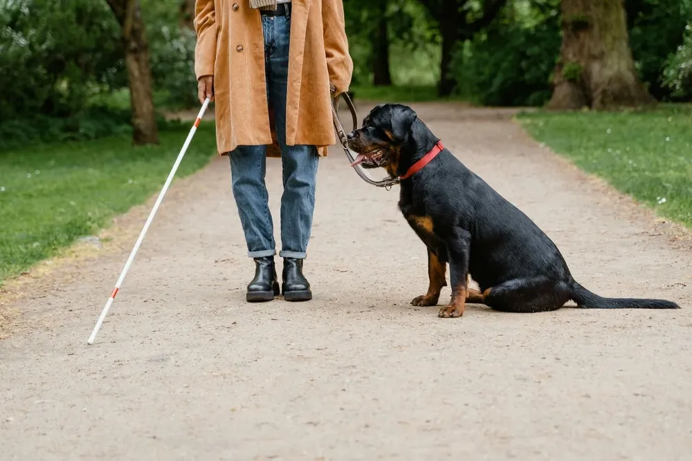Todo lo que necesitas saber sobre cómo criar y entrenar un perro guía: El proceso completo