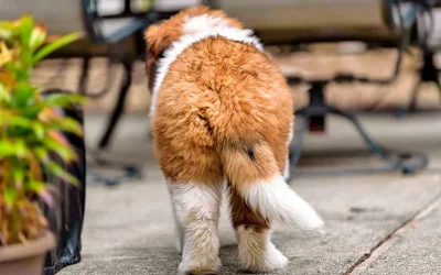 ¿Qué Significa el movimiento de la cola en los perros?