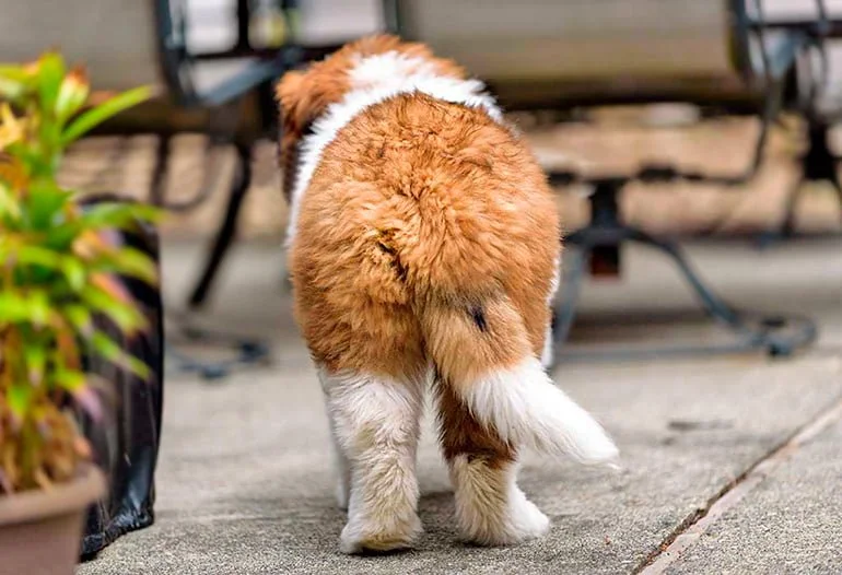 ¿Qué Significa el movimiento de la cola en los perros?