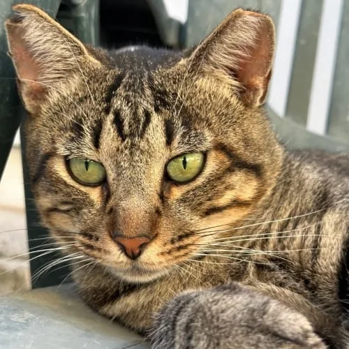 Teo independiente y cariñoso