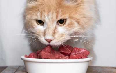 Alerta Mundial: Gripe aviar en gatos, todo lo que debes saber