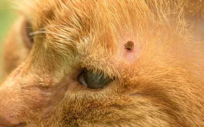¿El calor atrae garrapatas a tu mascota? Descubre cómo protegerla y qué hacer si le pican