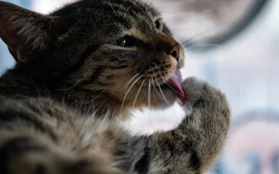 ¿Tu gato se lame demasiado? Descubre la verdad sobre su higiene