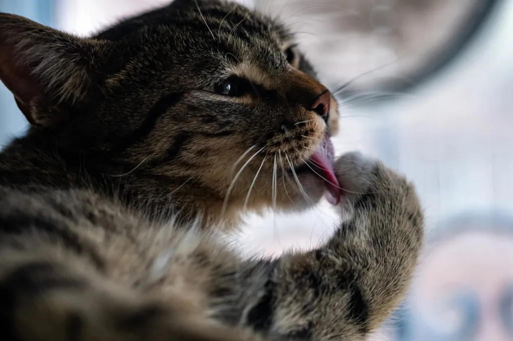 Los secretos del baño de los gatos porque se limpian a si mismos