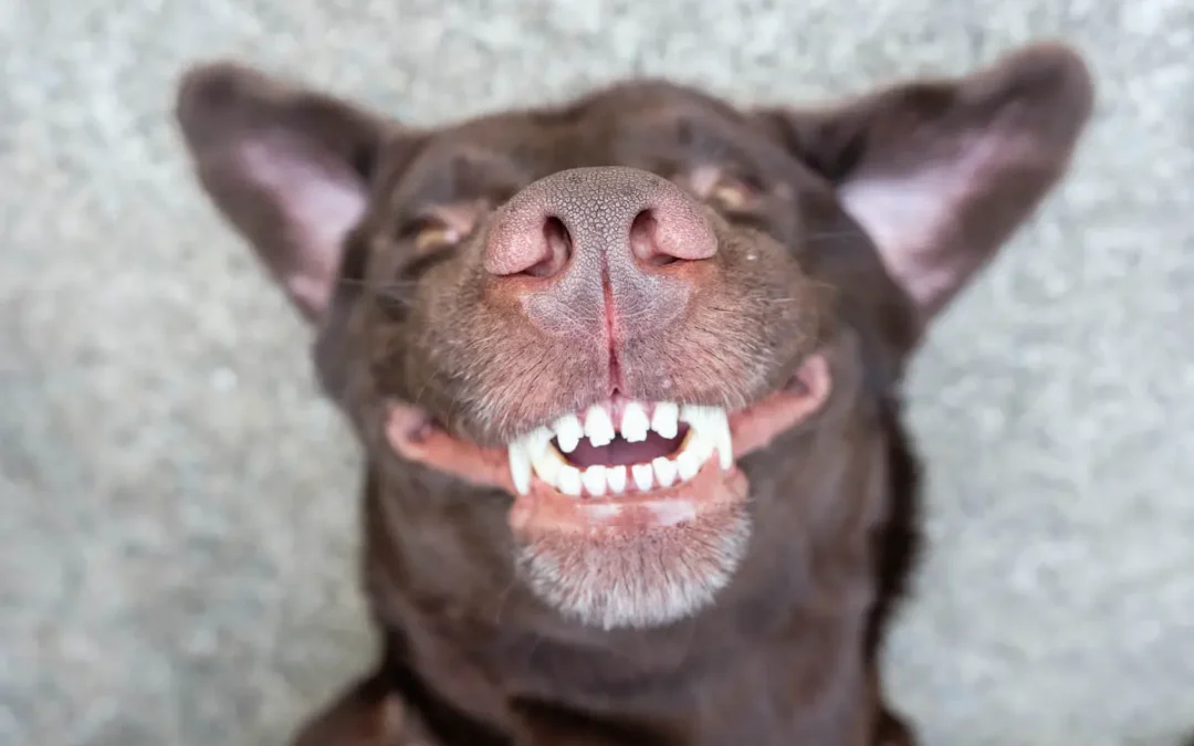 ¡Adiós al mal aliento en tu perro! Guía completa para cuidar sus dientes y mejorar su salud bucal