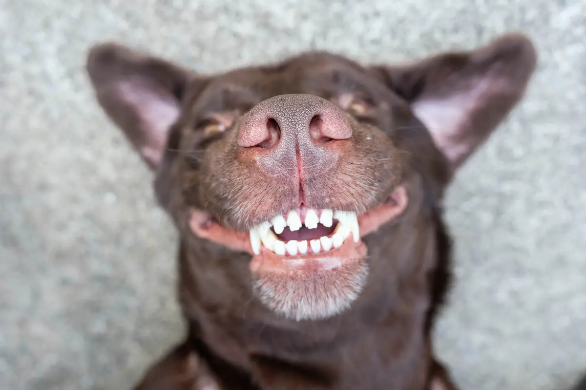 Mal alientos en los perros, como cuidar los dientes de tu mascota Mal alientos en los perros, como cuidar los dientes de tu mascota