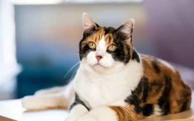 ¿Por qué casi todos los gatos tricolor son hembras? La sorprendente explicación genética